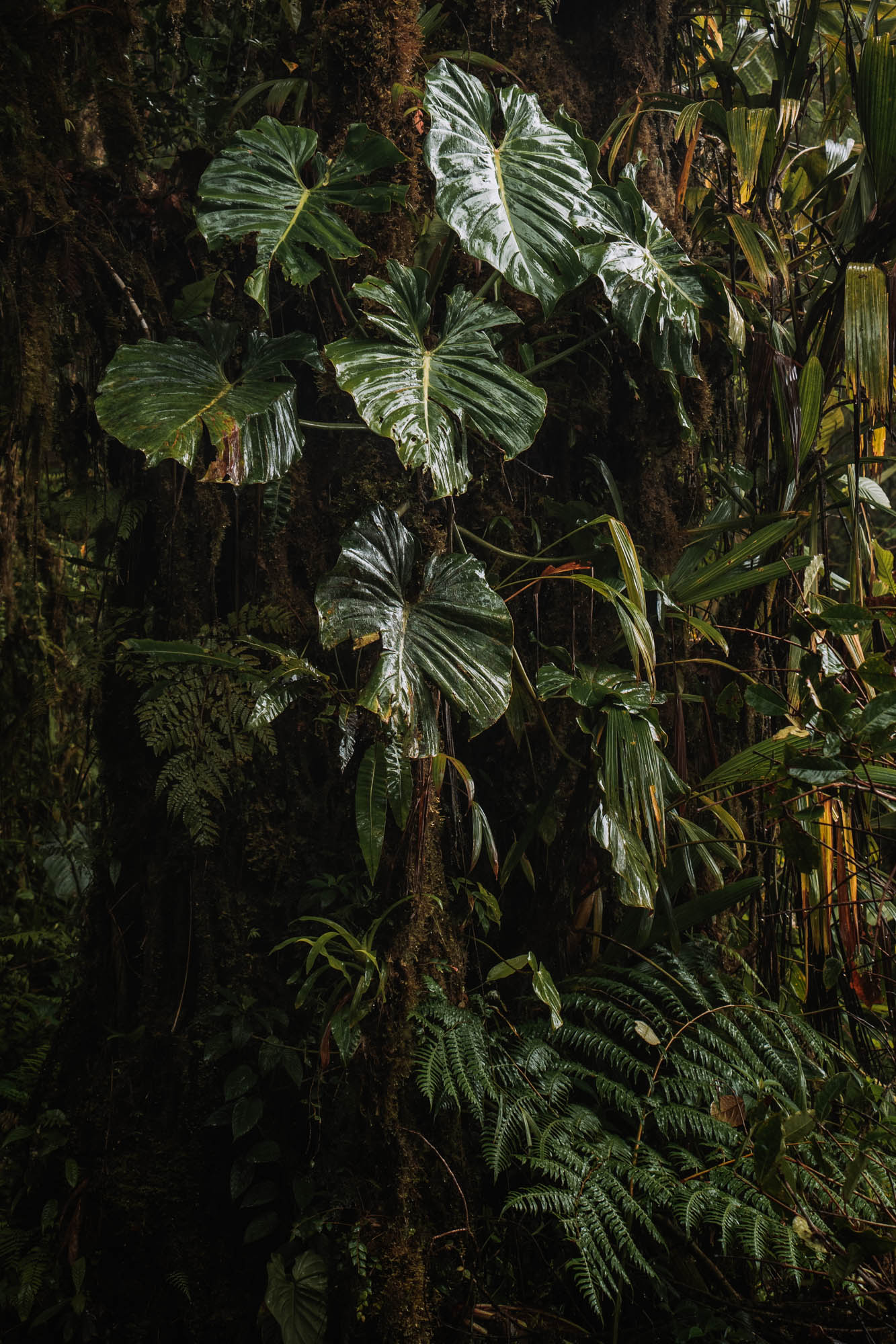 Tips for El Pianista Trail in Boquete, Panama (Updated 2024)