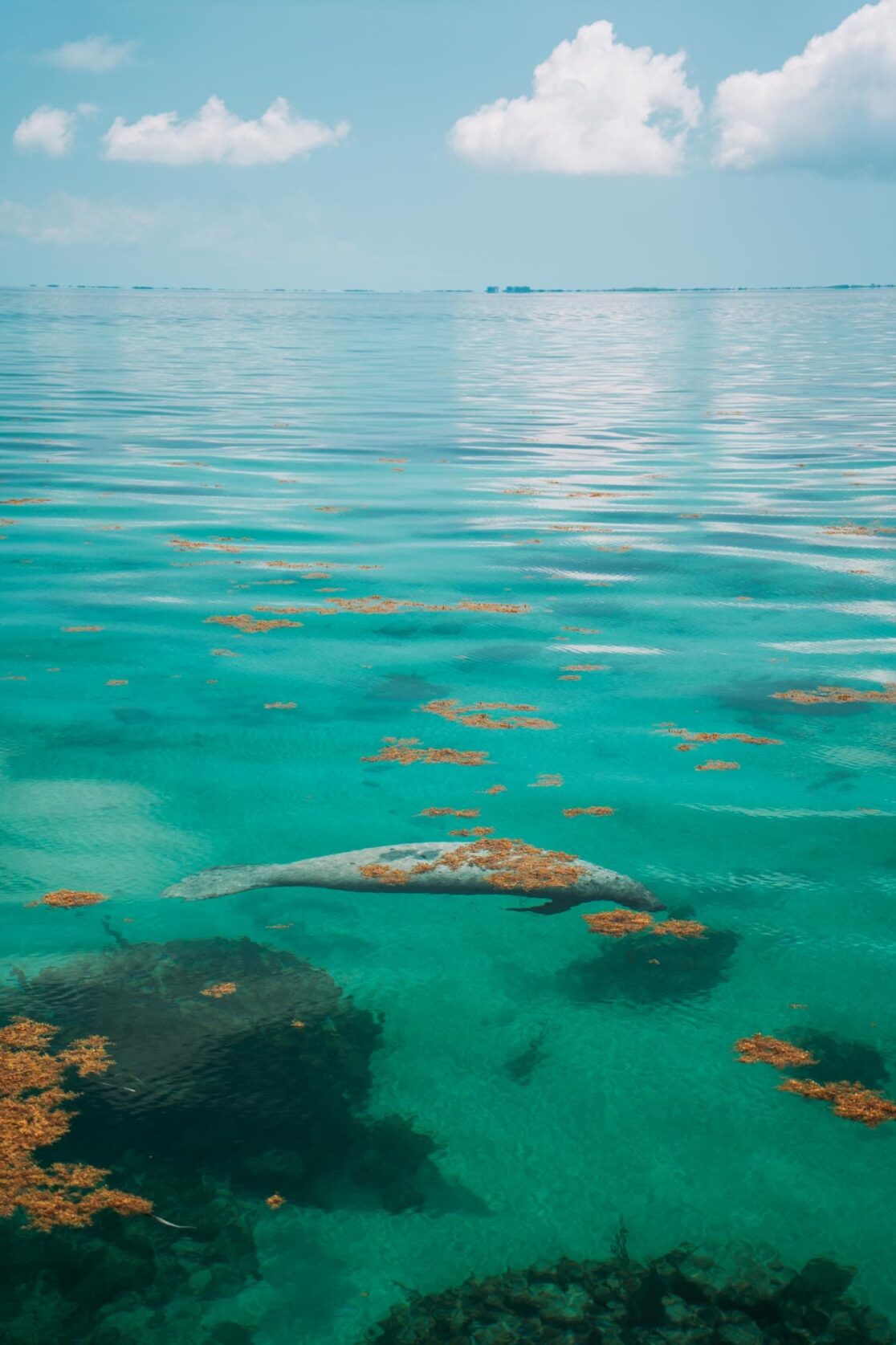 What to do on Caye Caulker in Belize? 10 Tips! Travelrebels